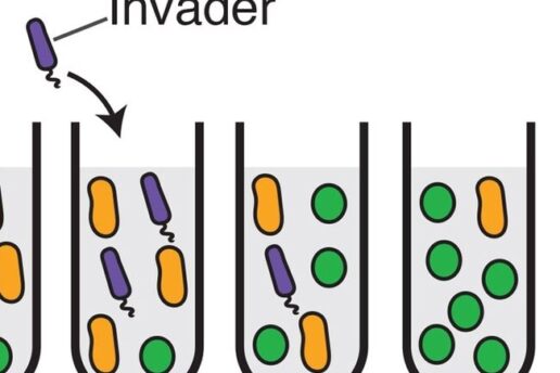 Study finds microbes can alter an environment dramatically before dying out