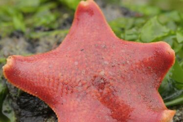 patiria miniata starfish