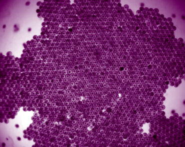 Micrograph of a cluster of hundreds of hexagonal shapes fitted tightly together, with dots inside each shape