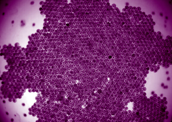 Micrograph of a cluster of hundreds of hexagonal shapes fitted tightly together, with dots inside each shape