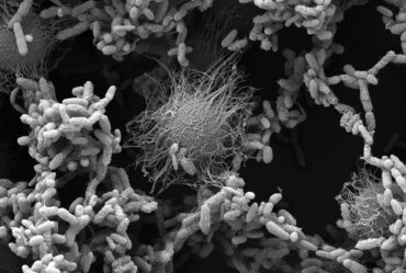 Gray scanning electron microscope image shows a microbial community with empty space, including some that are fuzzy and pill-shaped and some larger that look like balls exuding tendrils.