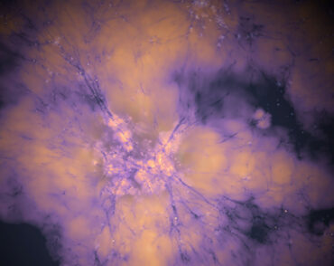 Image shows vein-like connections, in purple, spreading across galaxies connecting celestial bodies.