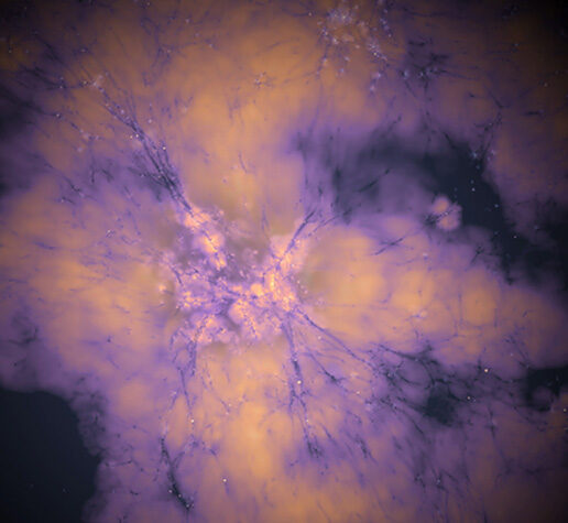 Image shows vein-like connections, in purple, spreading across galaxies connecting celestial bodies.