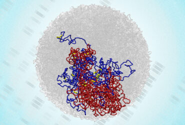Microcompartments within a 3D structure of the genome