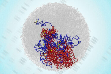 Microcompartments within a 3D structure of the genome