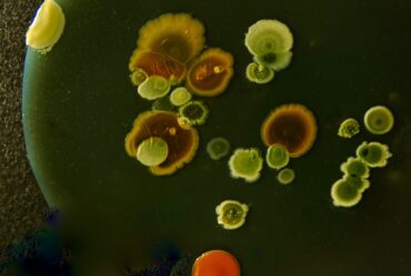 bacterial colonies