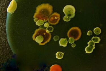 bacterial colonies